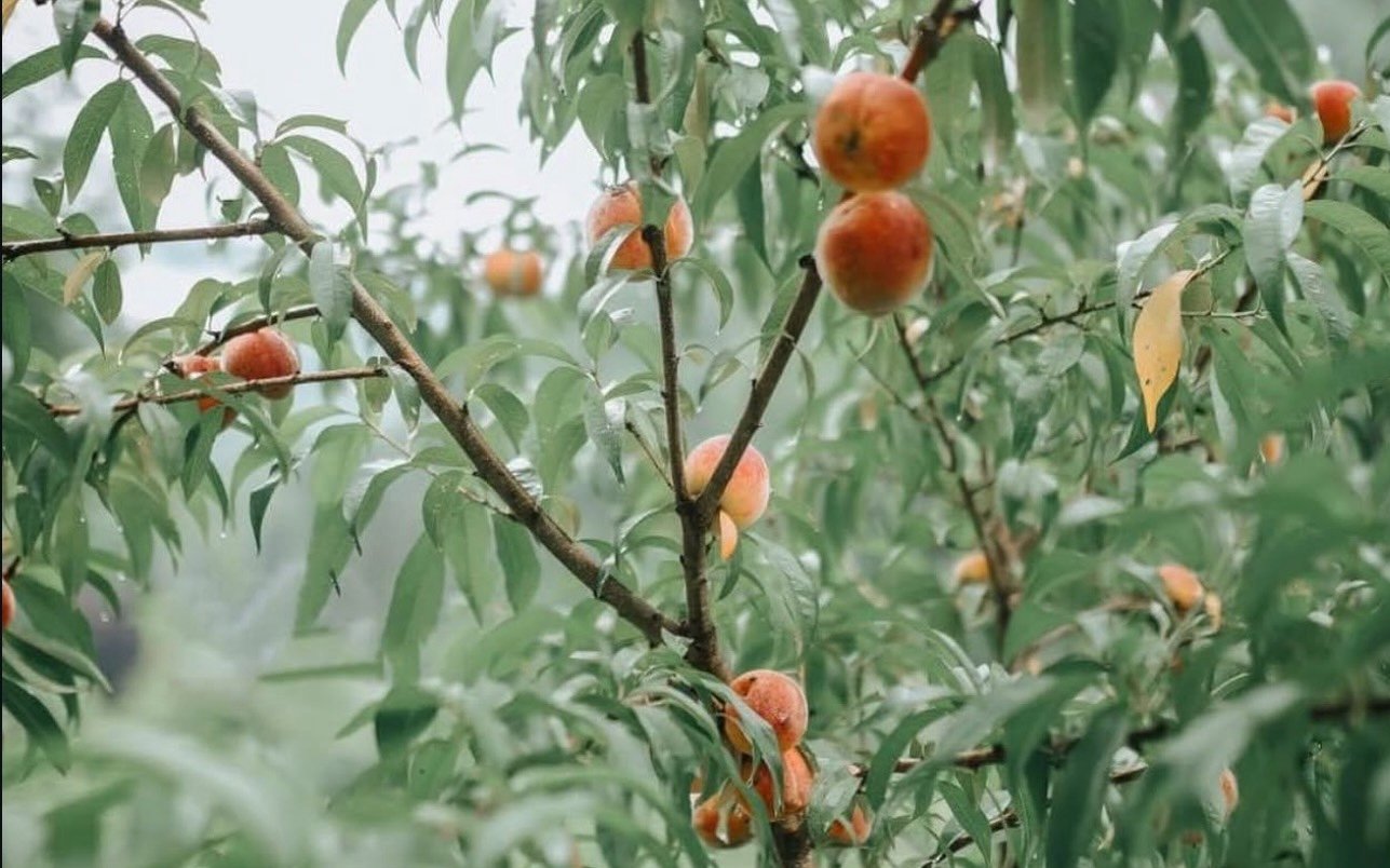 Ripening peaches on the branches of a leafy peach tree.