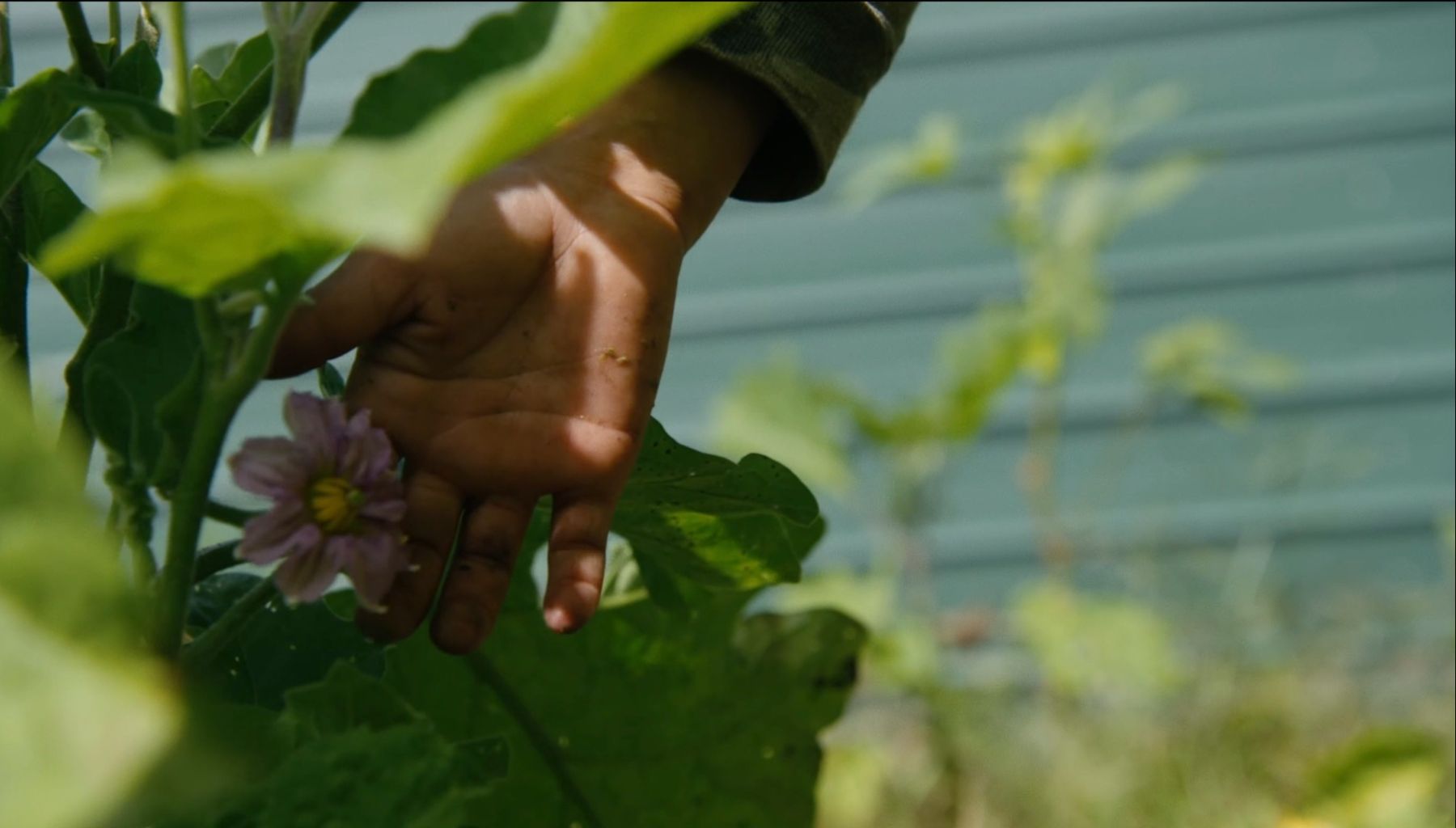 A child’s hand reaching through eggplant leaves beside a purple blossom.
