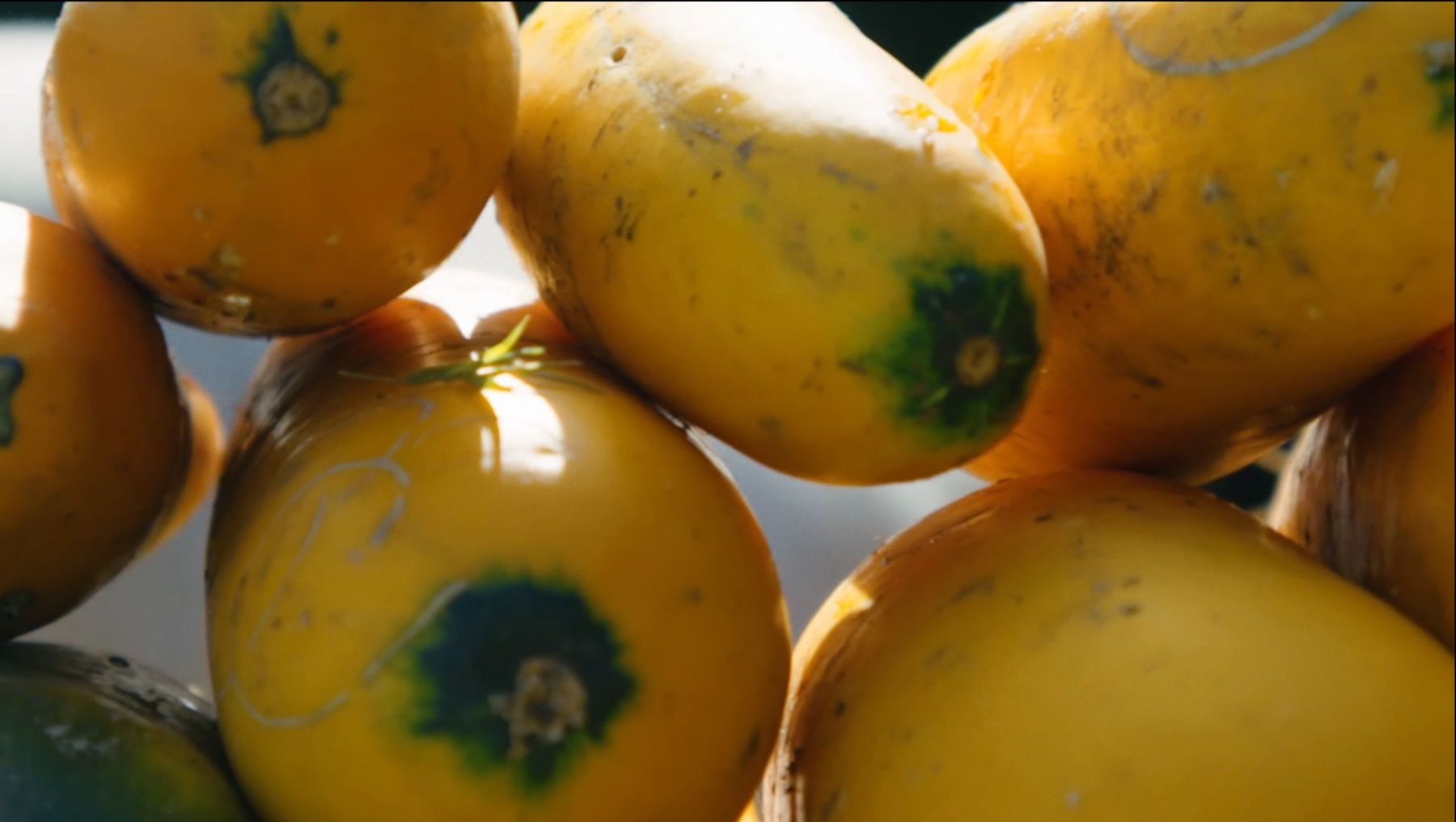 Freshly harvested yellow squash piled together in warm light.