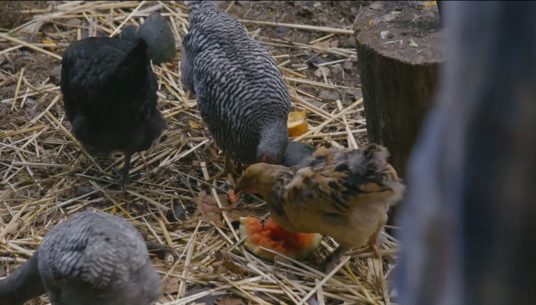 Hens foraging on straw around a slice of watermelon.