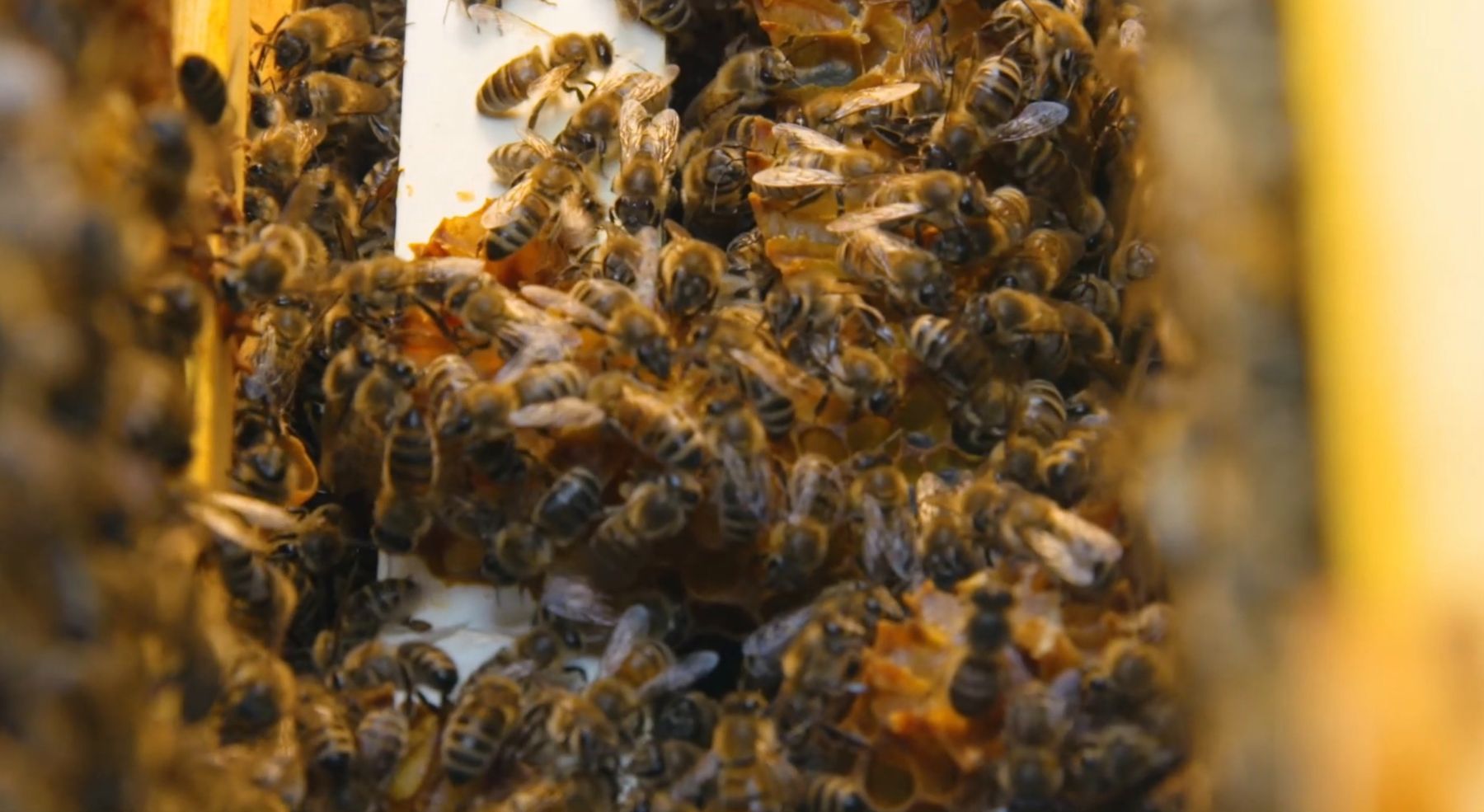 Honeybees crowding a frame of comb in a T&T hive.